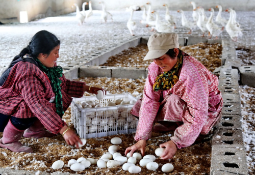 4月6日，迁安市正农鹅养殖公司的工人在鹅舍内捡鹅蛋。河北省迁安市正农鹅养殖专业合作社成立于2007年9月，是由五个农户发起建立的鹅养殖公司，采用“公司+农户”的专业合作经营模式。目前该公司年可孵化雏鹅600万羽，可出栏商品鹅40万羽，销售收入达4000万元，还带动周边110个农户走上养鹅致富路。新华社记者 杨世尧 摄