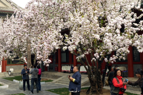 4月6日，人们在宋庆龄故居观赏盛开的海棠花。新华社记者 李明放 摄