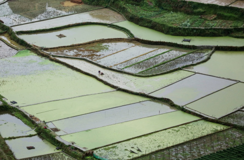 这是4月7日在广西柳州三江侗族自治县良口乡寨塘村拍摄的稻田。新华社发（吴练勋 摄）