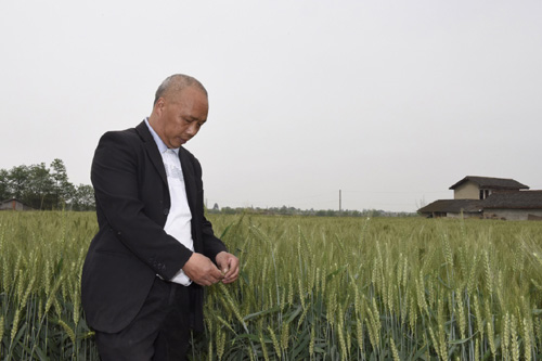 4月13日，和兴镇国防村的种粮大户陈敦许在查看即将收获的小麦生长情况。