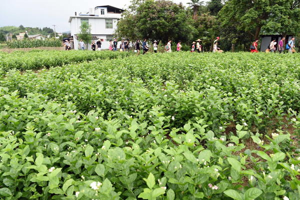 春光村盛开的茉莉花吸引众多游客前来观光旅游(6月5日摄)。福建省永泰县梧桐镇春光村,2015年被评为“美丽乡村”省级示范村。近年来,该村利用大樟溪环抱村落、百年古榕沿溪分布的自然景观,修建了古榕道等观光景点,积极建设180余亩的春伦茉莉花种植基地和茉莉花体验旅游配套设施,开设农家乐等,大力发展乡村旅游经济。同时,该村种植青梅、板粟、龙眼等多种水果,开展各类帮扶援建活动帮助村民脱贫致富,2015年全村村民人均收入达12048元。新华社记者 林善传 摄 春光村盛开的茉莉花吸引众多游客前来观光旅游(6月5日摄)。福建省永泰县梧桐镇春光村,2015年被评为“美丽乡村”省级示范村。近年来,该村利用大樟溪环抱村落、百年古榕沿溪分布的自然景观,修建了古榕道等观光景点,积极建设180余亩的春伦茉莉花种植基地和茉莉花体验旅游配套设施,开设农家乐等,大力发展乡村旅游经济。同时,该村种植青梅、板粟、龙眼等多种水果,开展各类帮扶援建活动帮助村民脱贫致富,2015年全村村民人均收入达12048元。新华社记者 林善传 摄