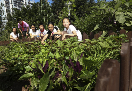 6月17日,在重庆市北碚区朝阳女生小学农场蔬菜内,小学生在v女生小学的智慧摸腿的校园图片