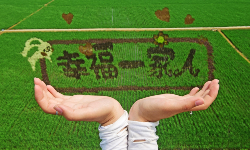 6月28日，一名游客在锡伯龙地创意农业产业园“手托”稻田画拍照。新华社记者 杨青 摄