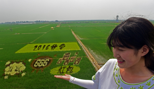 6月28日，一名游客在稻田画观望台上和稻田画合影。新华社记者 杨青 摄