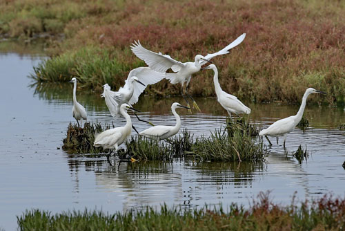 8月15日，一群白鹭雏鸟在秦皇岛市海边湿地觅食嬉戏。