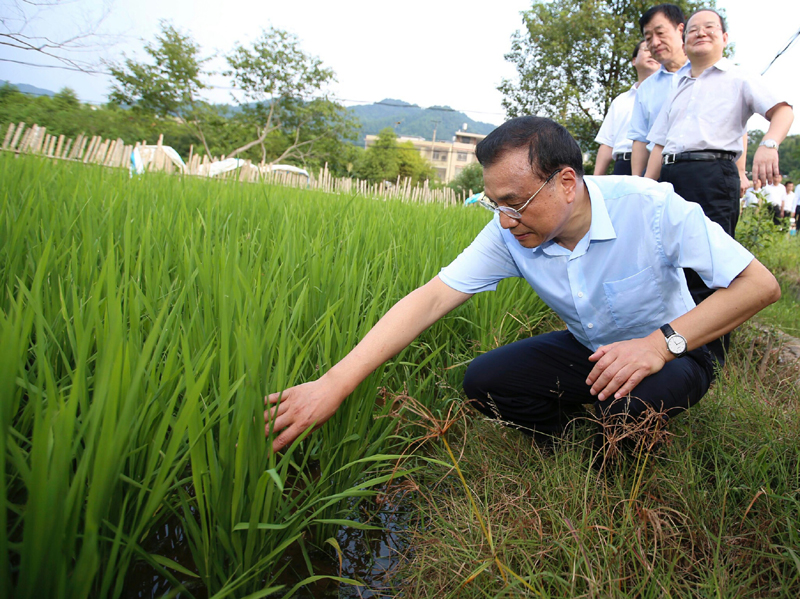 8月22日，李克強(qiáng)總理考察途中臨時停車，走進(jìn)田間察看水稻長勢。