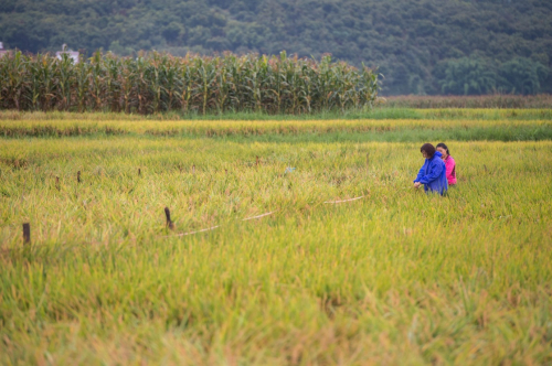水稻新品种楚粳37号百亩方测产:平均亩产99