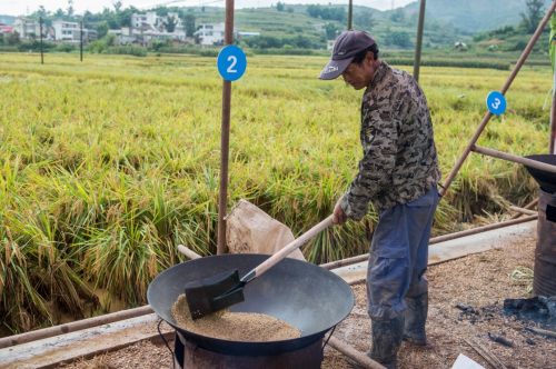 水稻新品种楚粳37号百亩方测产:平均亩产99