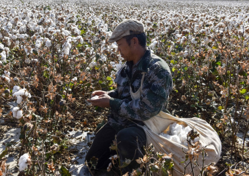 疆:北疆棉花开始进入采摘期_图片新闻_中国政府网