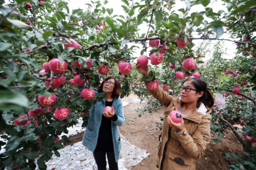 10月12日，两名女孩在静宁县余湾乡苹果园里采摘带字的苹果。