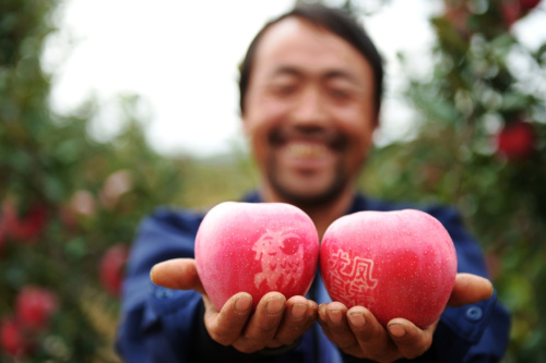 10月12日，一名果农在静宁县余湾乡苹果园里展示自己制作的“艺术”苹果。