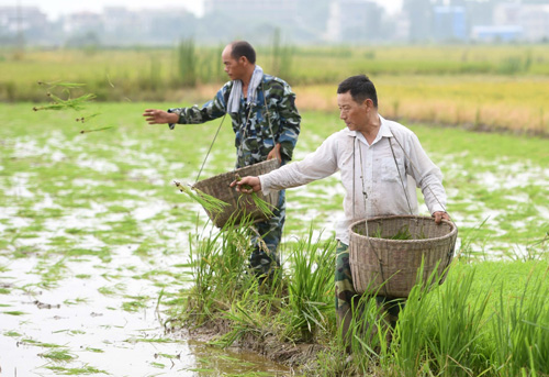 世界粮食日:种米高手是怎样炼成的_图片新闻