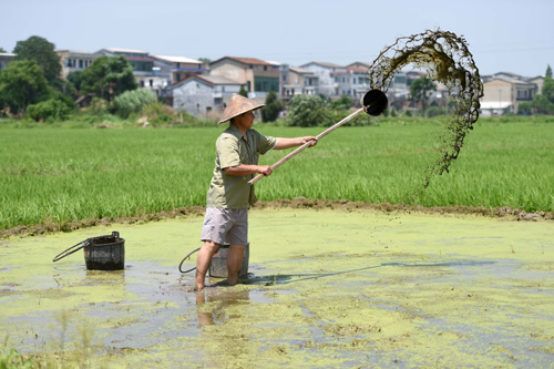 世界粮食日:种米高手是怎样炼成的_图片新闻