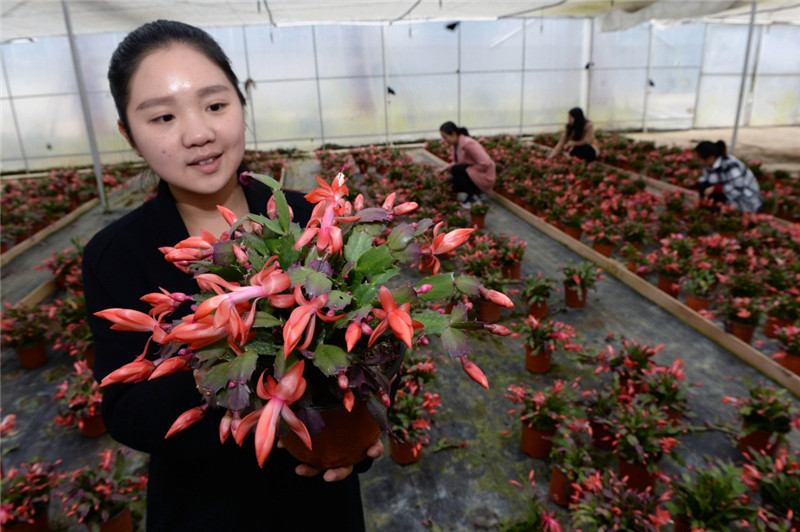 工作人员在展示新培育的花卉蟹脚兰