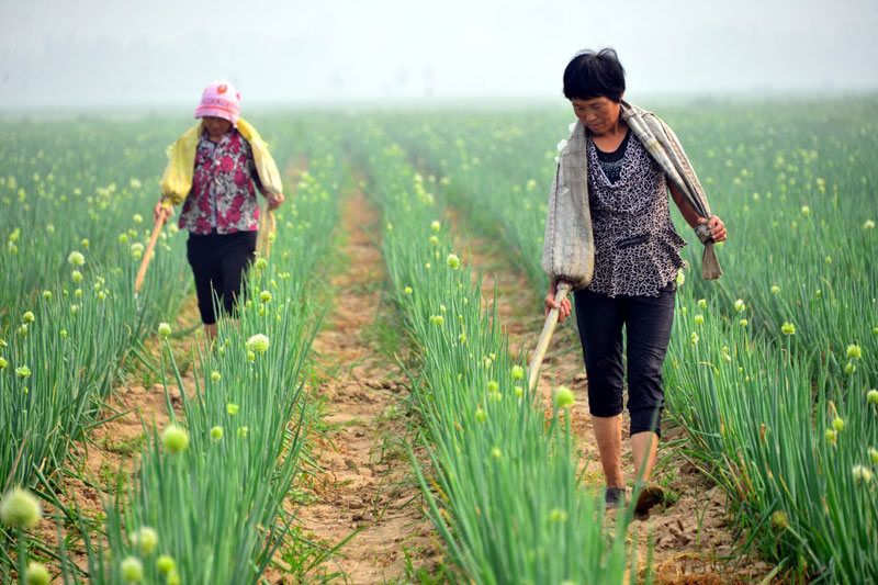 2016年7月7日是小暑节气，山东省聊城市茌平县贾寨镇的农民在田间为农作物施肥。