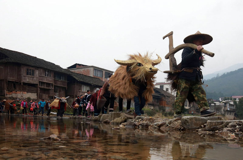 2016年2月4日是立春节气，广西龙胜平等镇广南村的侗族群众赶着“春牛”走村入户为民众祈福。