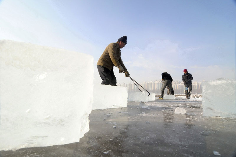 2013年12月8日，工人们在黑龙江省牡丹江市牡丹江封冻的江面上采冰。每年大雪节气到来后，牡丹江上的采冰作业便开始展开。