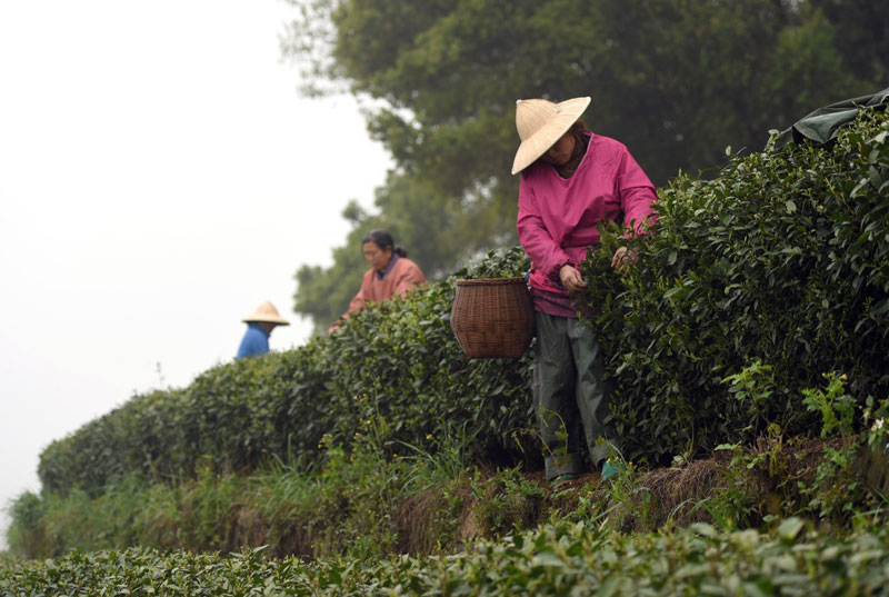2016年4月5日，清明时节，采茶工在浙江省杭州市西湖区双峰村茶园内采摘龙井茶。