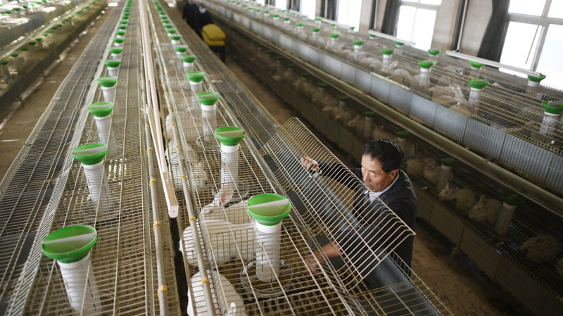 移民杨勤俭在宁夏银川市兴庆区月牙湖乡爱飞翔清真兔业有限公司给种兔喂食（12月6日摄）。