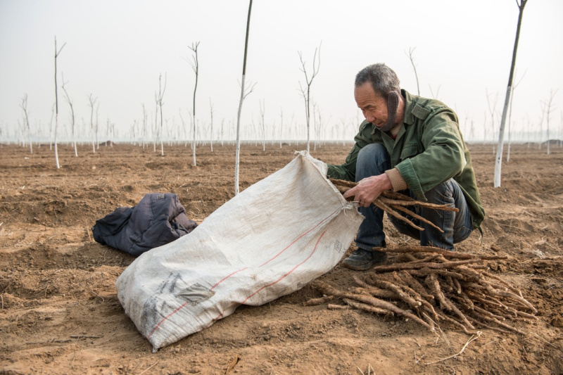 12月14日，石家庄赵县沙河店镇野鸡铺村村民张新发将收获的麻山药装袋。