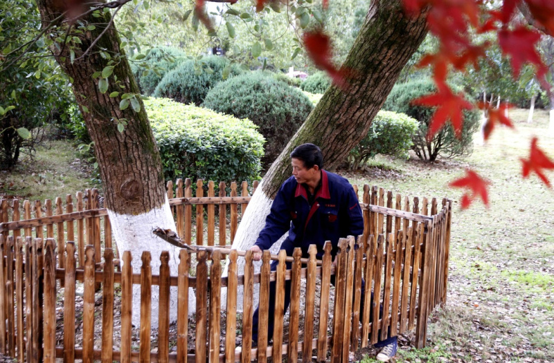 12月14日，江西省靖安县双溪镇大桥村“树保姆”曾小明给村里一棵百年树龄的古樟树施肥。