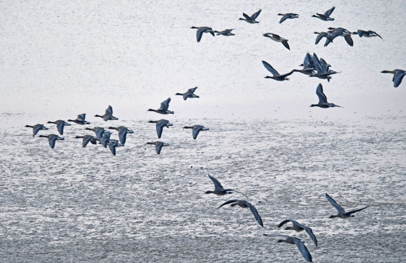 候鸟在江西省永修县的大湖池区域栖息越冬（12月15日摄）。近日，中国最大淡水湖鄱阳湖迎来越冬候鸟迁徙高峰。据鄱阳湖自然保护区监测，目前已飞抵保护区的候鸟包括大雁、白鹤、小天鹅、东方白鹳等14种，数量达16万只。
