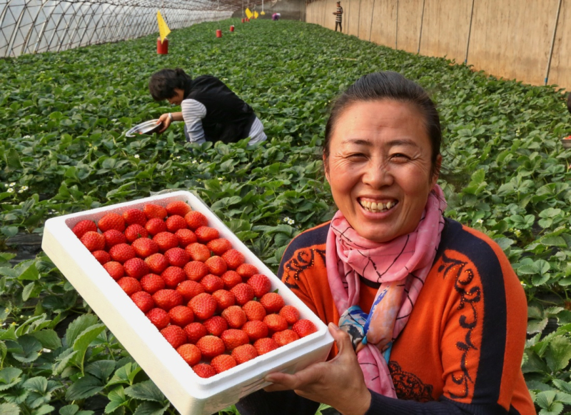 近年来，河北省昌黎县政府引导农民变冬闲为冬忙，栽种优质草莓，取得良好经济效益。据介绍，目前该县大棚草莓种植面积达2.4万亩，年产值达7.2亿元，带动近4万农民增收致富。