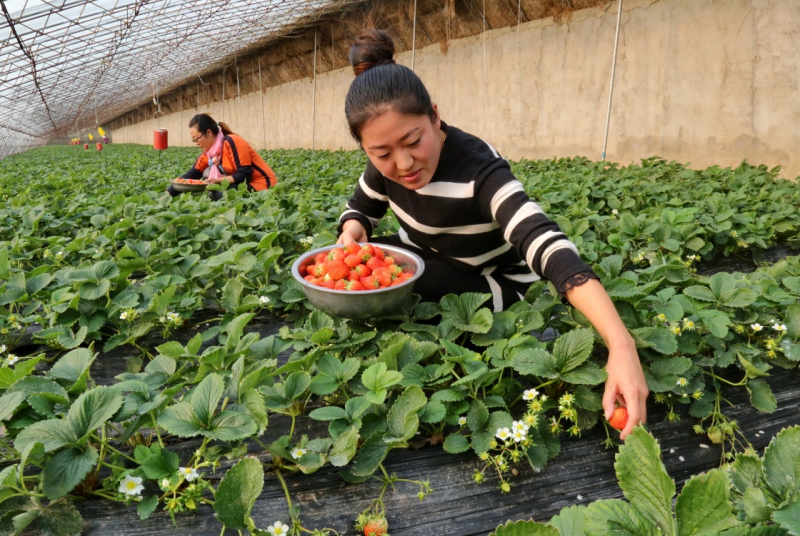 近年来，河北省昌黎县政府引导农民变冬闲为冬忙，栽种优质草莓，取得良好经济效益。据介绍，目前该县大棚草莓种植面积达2.4万亩，年产值达7.2亿元，带动近4万农民增收致富。