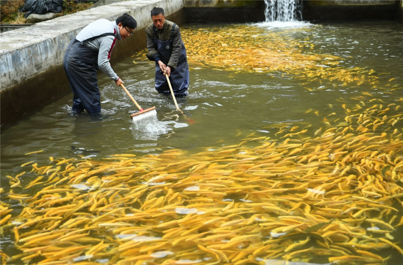 李爱平（左）与曾经的贫困户钟万银一起清理鱼池