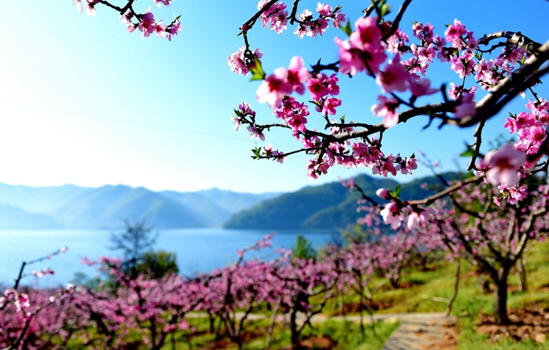 四季美丽中国——春