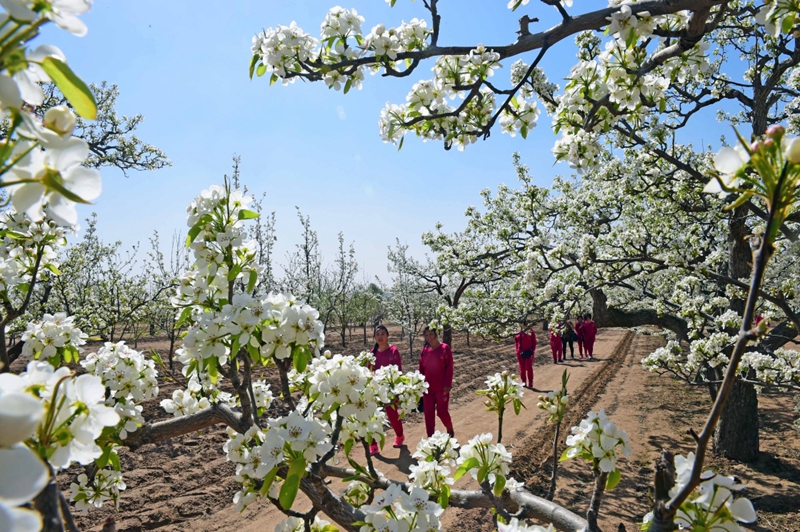 四季美丽中国——春