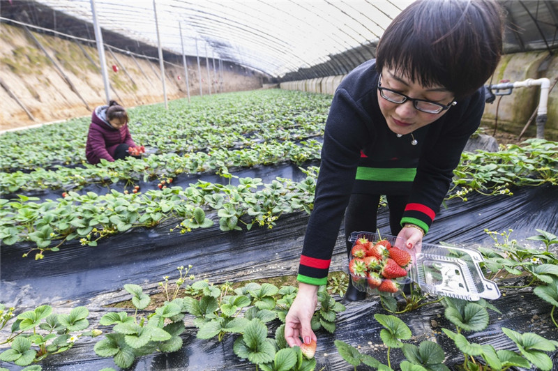 1月15日，在河北省永清县大辛阁乡海泽田现代农业园内，游客在采摘草莓。