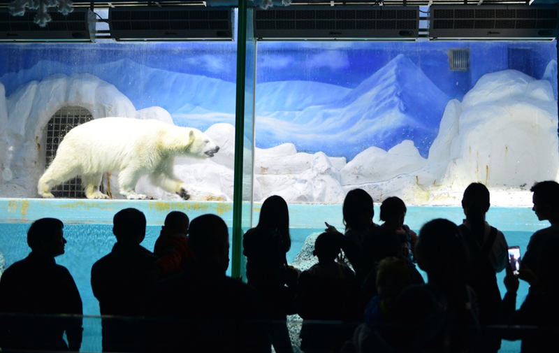  1月28日，人们在广东省深圳市小梅沙海洋世界里观看北极熊。当日是大年初一，人们纷纷走出家门，通过各式各样的活动快乐过大年。