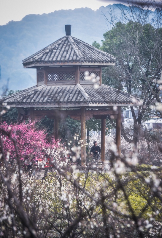 俯瞰超山景區十里梅花香雪海的景色(2月4日攝)。 立春前后,浙江省杭州市余杭區超山風景區5萬多株梅花迎來了最佳觀賞期。白梅、朱砂、紅梅、綠萼等四五十個品種的梅花紛紛盛開,呈現出十里梅花香雪海的壯觀景色,吸引各地游客前來踏春賞梅。 新華社記者 徐昱 攝 2月4日,游客在欣賞超山景區十里梅花香雪海的景色。 立春前后,浙江省杭州市余杭區超山風景區5萬多株梅花迎來了最佳觀賞期。白梅、朱砂、紅梅、綠萼等四五十個品種的梅花紛紛盛開,呈現出十里梅花香雪海的壯觀景色,吸引各地游客前來踏春賞梅。 新華社記
