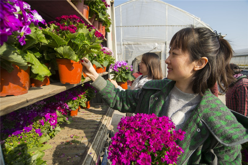 2月18日，园艺师在挑选花卉，准备装车外运。