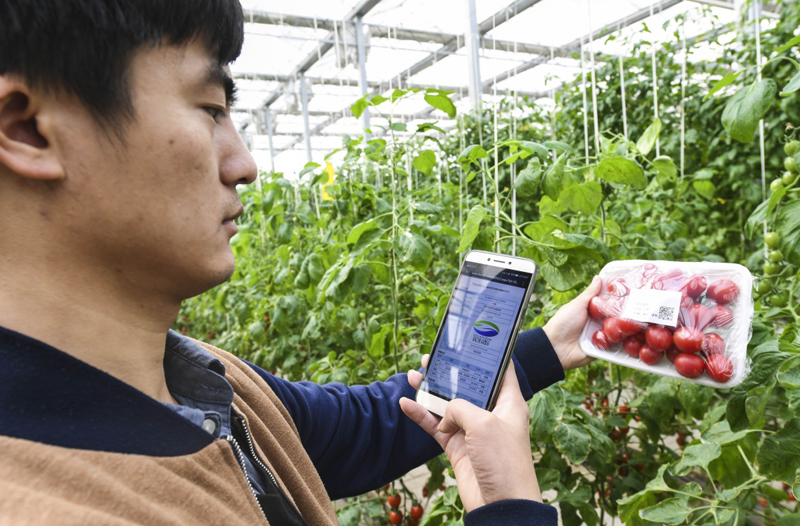 以蔬菜种植为特色主导产业的河北省饶阳县，建立智慧农业综合管理平台，不仅提高了种植产量和生产效率，还真正实现了质量可追溯、流向可追踪、责任可界定、产品可召回，保证了“舌尖上的安全”。