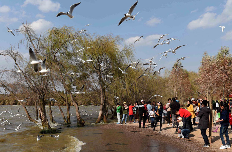 2月22日，游人在昆明滇池边的捞鱼河湿地公园里与红嘴鸥嬉戏。