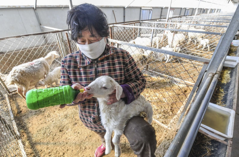河北景县:湖羊养殖蹚出致富新路子