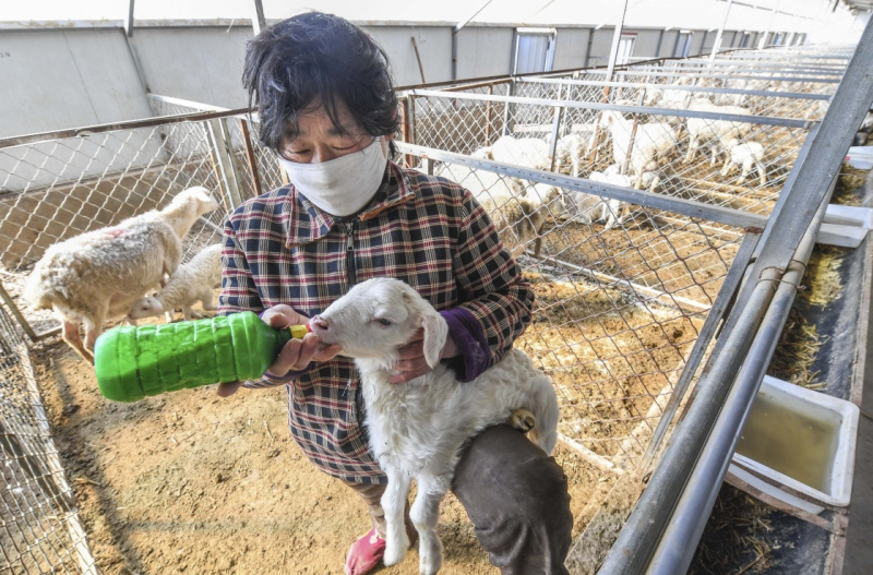 【致富经湖羊养殖视频】