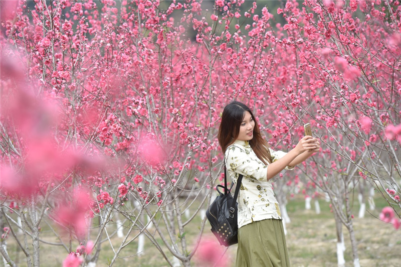 春至桃花岛_图片新闻_中国政府网