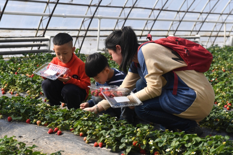 3月12日,游客在双阳区“奢爱良蔬”采摘基地内采摘草莓。