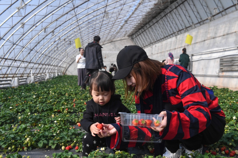3月12日,游客在双阳区“奢爱良蔬”采摘基地内采摘草莓。