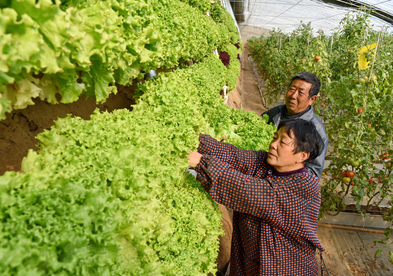 近年来,国家级扶贫开发重点县——河北省新河县为加快群众脱贫步伐,引导农民种植大棚葡萄、错季大棚蔬菜等农产品。据了解,该县目前建设的大棚葡萄、错季大棚蔬菜和瓜果为主的现代设施农业达3万多亩,已实现3.45万名群众稳定脱贫。