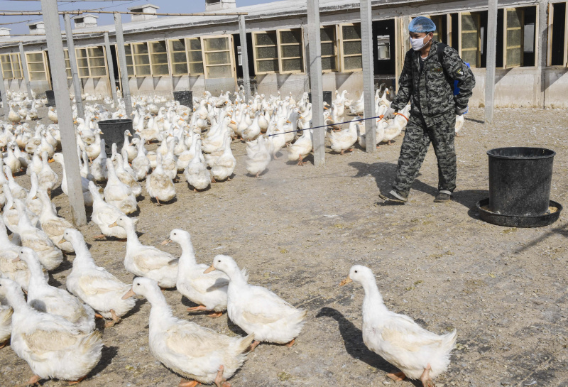 河北献县: 鸭 产业助力脱贫增收_图片新闻_中国