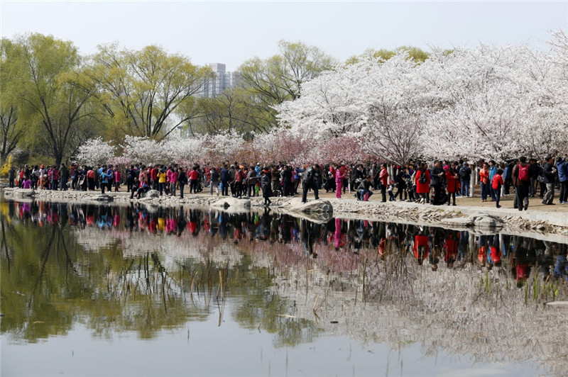 3月28日,游客在北京玉渊潭公园观赏樱花.