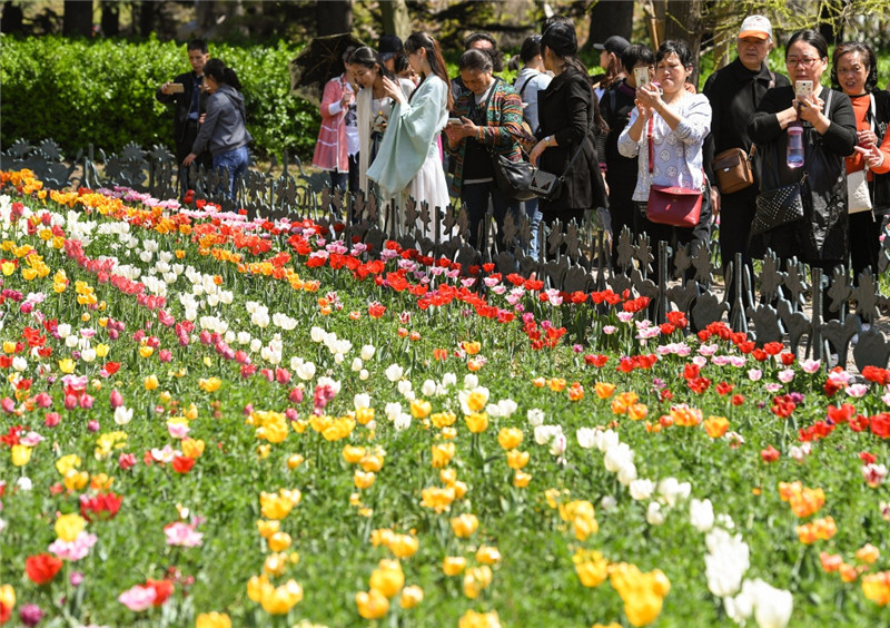 4月18日,游客在青岛中山公园内赏花。 当日,首届青岛赏花会在山东省青岛市中山公园开幕。青岛市内的中山公园、八大关、太平角等赏花地内的樱花、海棠、桃花、杜鹃、郁金香等竞相开放,吸引大批市民和游客前来赏花。 新华社记者 李贺 摄