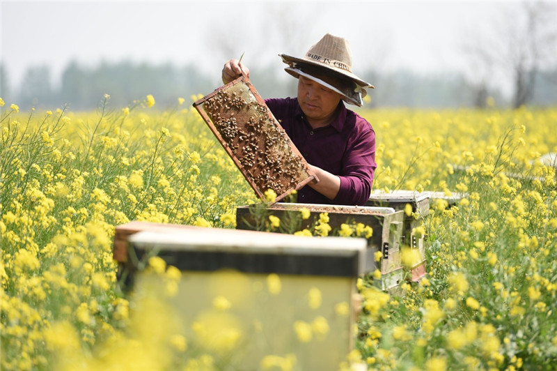 4月24日，蜂农在河北省盐山县薛堂村油菜田查看蜜蜂产蜜情况。