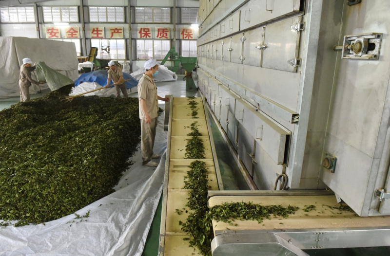 誉达茶业有限公司制茶工人通过白茶萎凋自动化恒温恒湿一体机生产茶叶