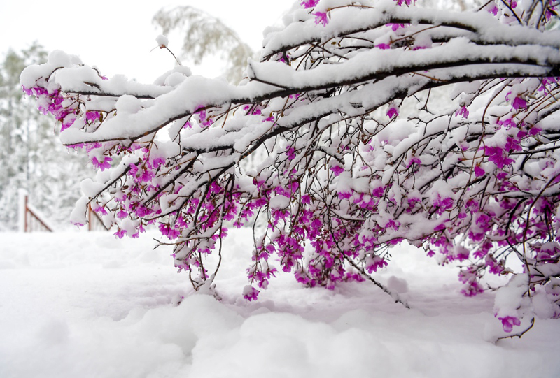 立夏时节,内蒙古毕拉河林业局达尔滨湖国家森林公园迎来降雪,雪花挂在微微泛绿的枝头上,美不胜收。