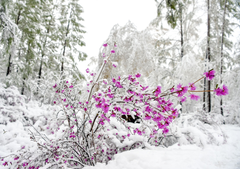 立夏时节,内蒙古毕拉河林业局达尔滨湖国家森林公园迎来降雪,雪花挂在微微泛绿的枝头上,美不胜收。